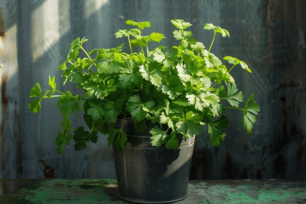 Pianta di prezzemolo isolata con un vaso