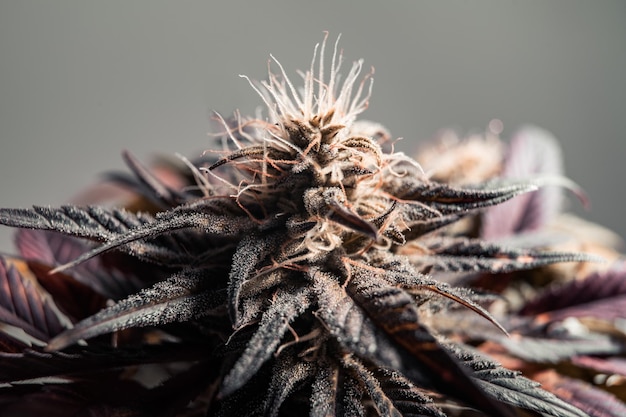 Pianta di primo piano della cannabis ricoperta di tricomi fiore di marijuana Granddaddy Purple