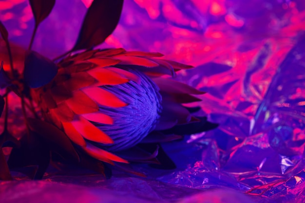 Pianta di Protea rosa in fiore su sfondo di colore neon.