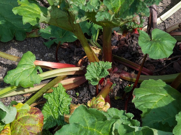 Pianta di rabarbaro che cresce in un giardino nel Kent