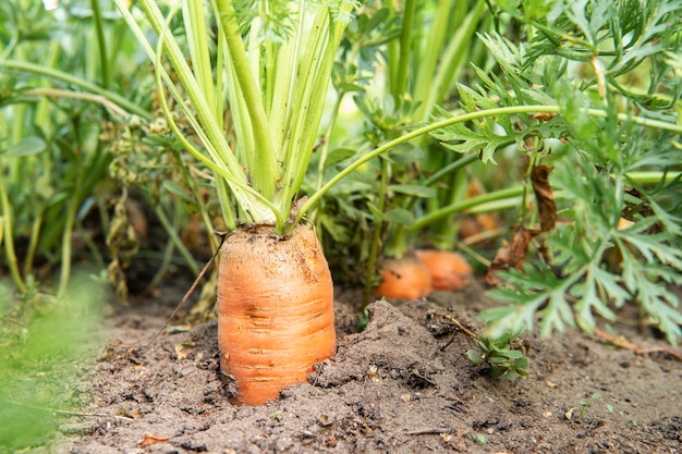 Pianta di radice di carota che cresce sul letto nel campo dell'orto, primo piano, copia spazio, agricoltura biologica e coltiva il proprio concetto