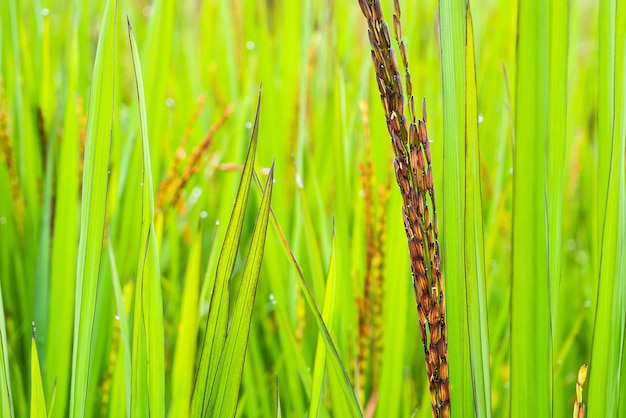 Pianta di riceberry in risaia biologica verde