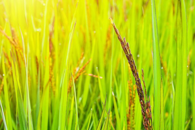 Pianta di riceberry in risaia biologica verde