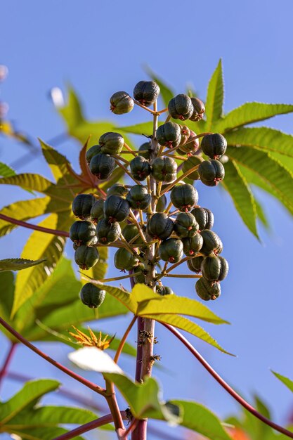 Pianta di ricino verde della specie Ricinus communis