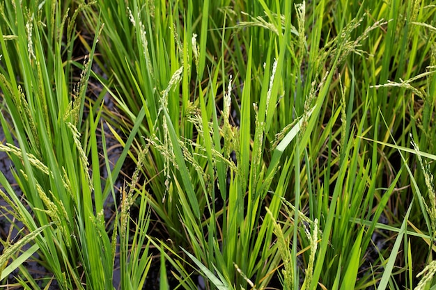 pianta di riso in campo di riso