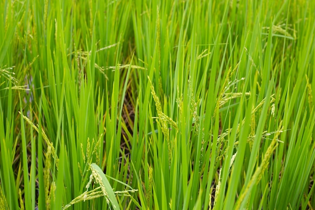 pianta di riso in campo di riso