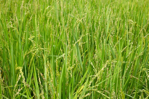 pianta di riso in campo di riso