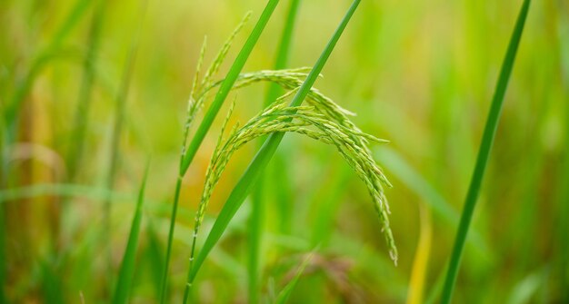 Pianta di riso la testa di riso che produce cibo e farina Piante di riso verdi nei campi