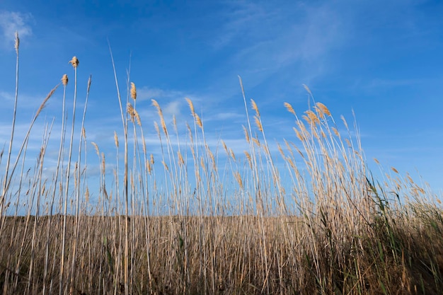 Pianta di riso Oryza sativa punto di vista basso con cielo blu sullo sfondo nel delta dell'Ebro in Spagna