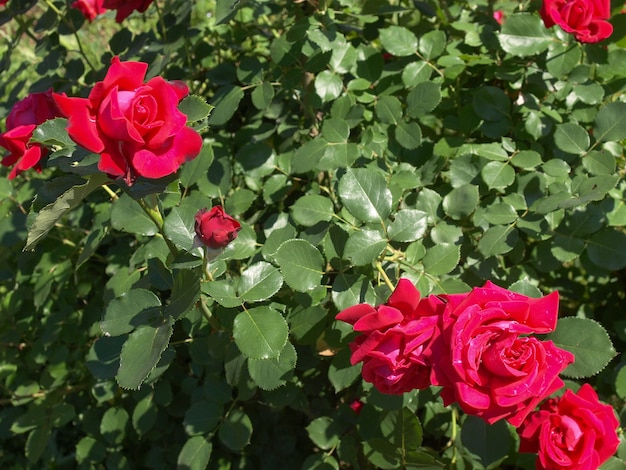 Pianta di rosa (Rosa) fiore rosso