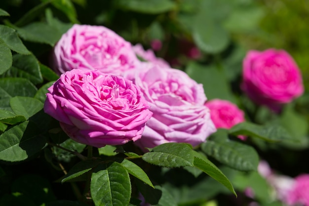 Pianta di rose di fioritura