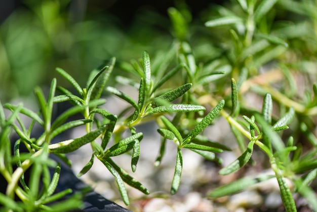 Pianta di rosmarino biologico per estratti di olio essenziale