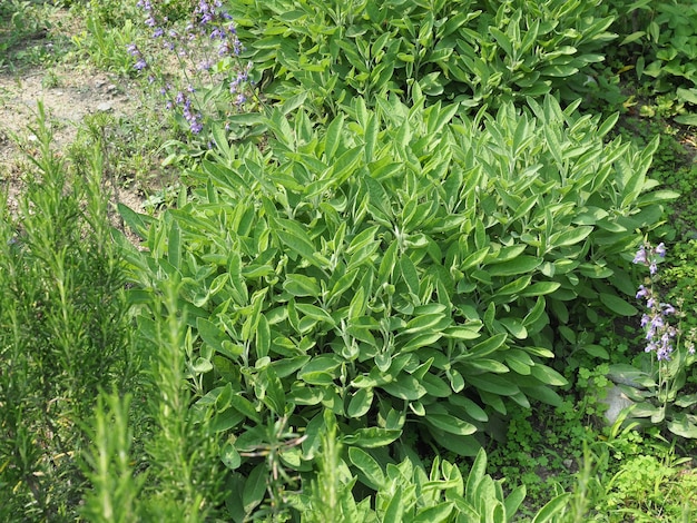 Pianta di salvia (Salvia officinalis)