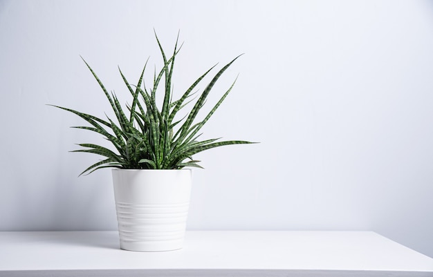 Pianta di Sansevieria in vaso bianco su sfondo grigio. Stile scandinavo. Vista frontale e copia spazio