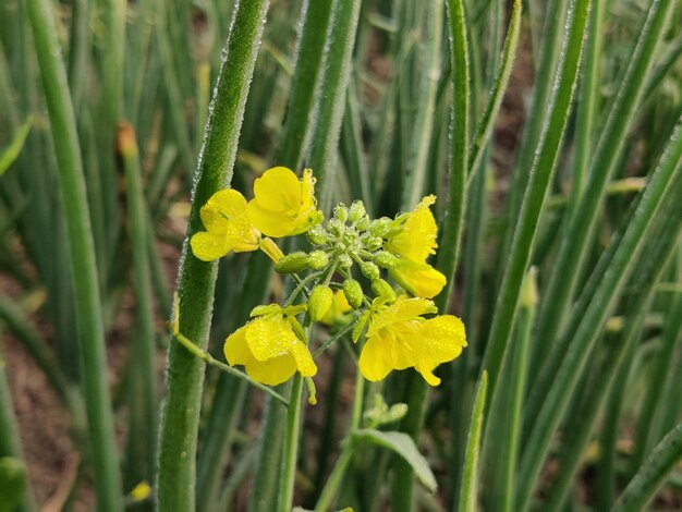 Pianta di senape e fiori gialli nel campo.