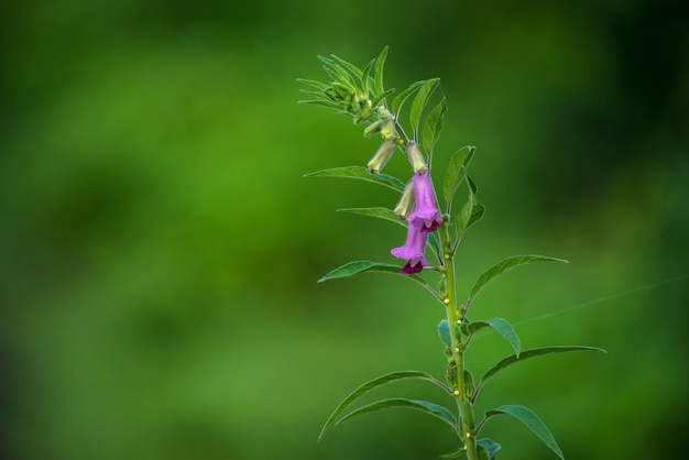 Pianta di sesamo verde e rosa