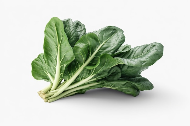pianta di spinaci foglie verdi di una verdura