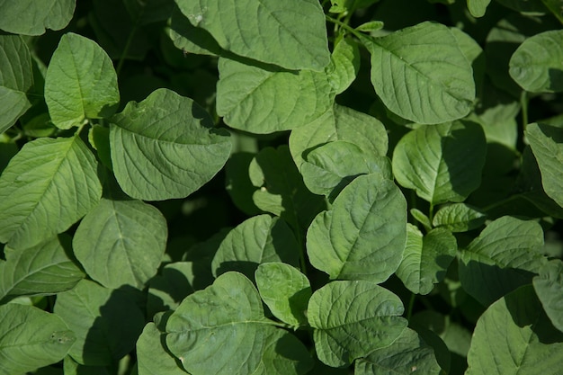 pianta di spinaci in giardino