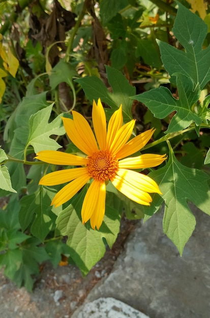 Pianta di Tithonia diversifolia prelevata da vicino