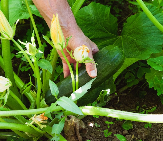 Pianta di zucchine con fiori e frutti. Raccogliendo con la mano di un uomo. Concetto di agricoltura.