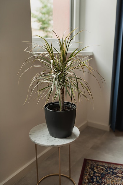 Pianta domestica di palma tropicale in pentola su un tavolino di marmo Interiore domestico minimalista decorato con piante domestiche