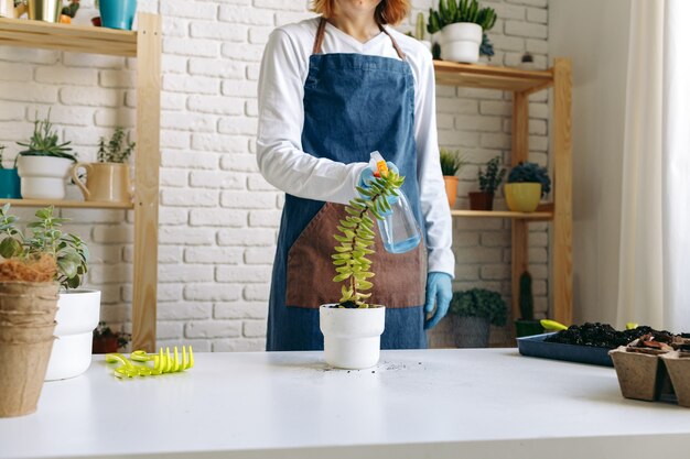 Pianta domestica di trapianto femminile irriconoscibile vicino, hobby di giardinaggio