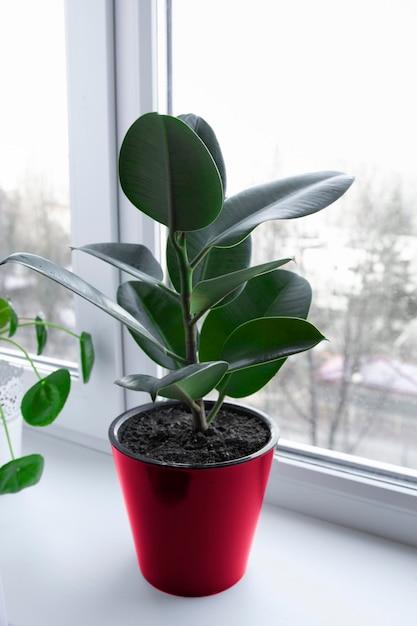 Pianta domestica ficus con foglie rosse verdi in un vaso luminoso Viva magenta Vaso con un fiore sul primo piano del davanzale