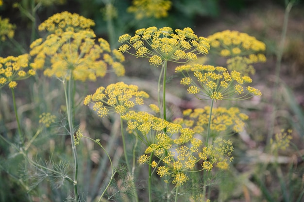 Pianta e fiore di aneto come sfondo agricolo