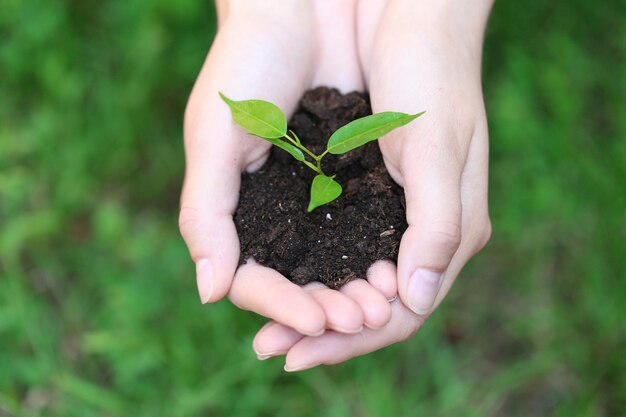 Pianta e terreno nelle mani femminili sopra il primo piano dell'erba verde