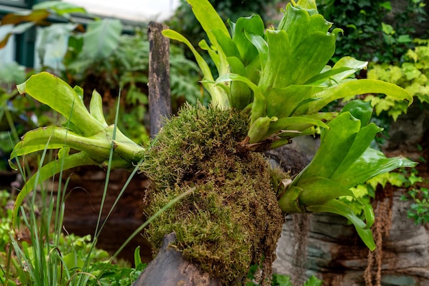 Pianta epifita di Bromelia tropicale che cresce sul tronco d'albero