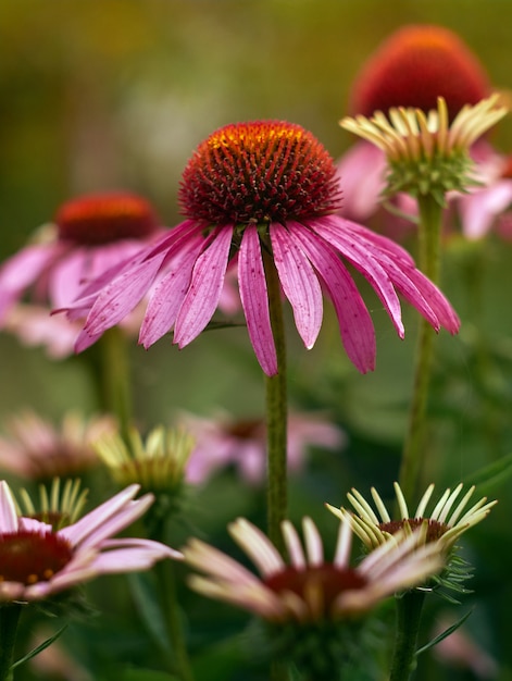 Pianta erbacea Echinacea purpurea.