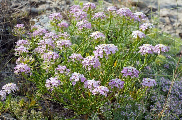 Pianta estiva con piccoli fiori blu su pietra