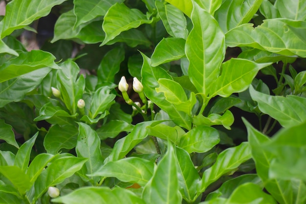 Pianta estiva verde nel mercato all'aperto