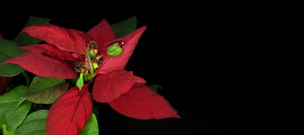 Pianta Euphorbia pulcherrima Poinsettia Stella di Natale su sfondo nero riprese in studio