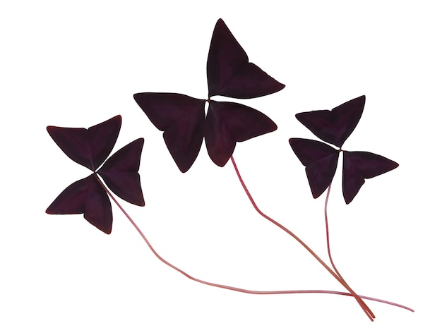 Pianta farfalla viola
