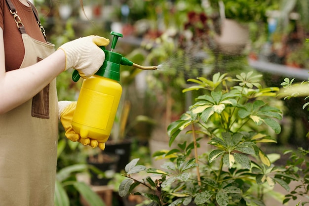 Pianta fertilizzante giardiniere con spray in serra