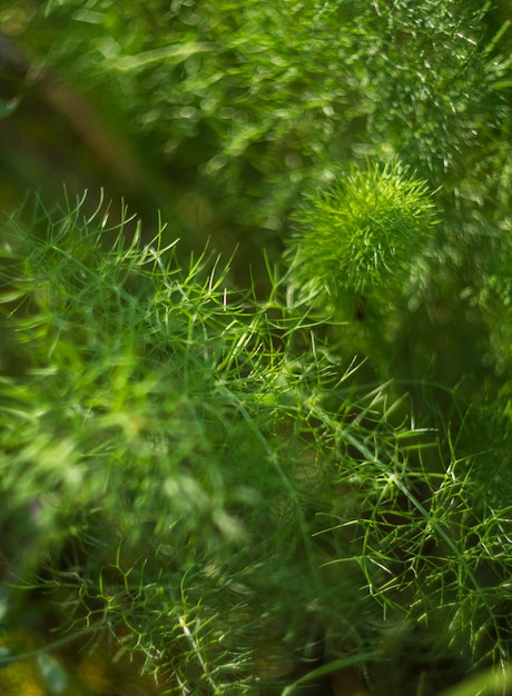 Pianta finocchio Foeniculum vulgare primo piano