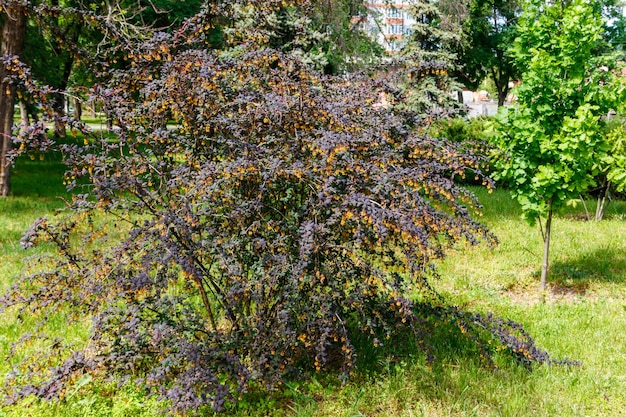 Pianta fiorita gialla del crespino di Thunberg Berberis thunbergii noto anche come crespino giapponese o crespino rosso Arbusto di crespino nel parco fiorisce con fiori gialli