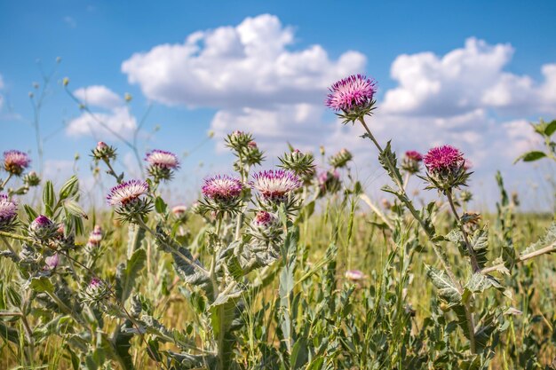 Pianta fiorita spinosa cardo mariano in natura contro il cielo