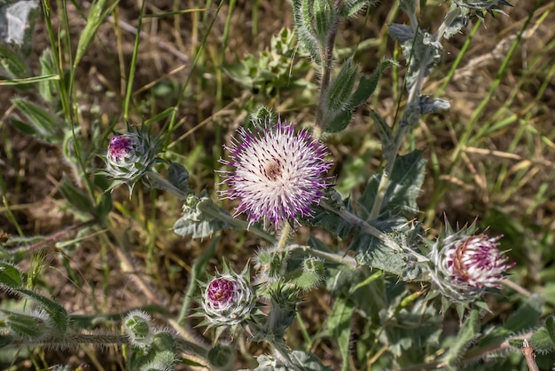 Pianta fiorita spinosa cardo mariano nella vista dall'alto della natura