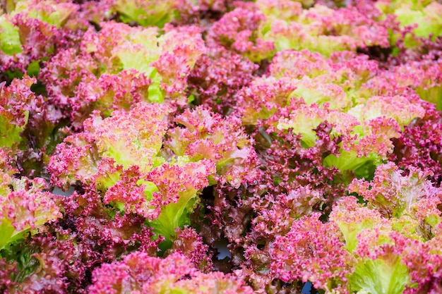 Pianta fresca biologica di insalata di lattuga a foglie rosse di Lollo Rossa in coltura idroponica