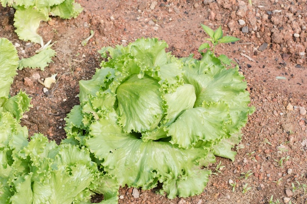 Pianta fresca della lattuga nel giardino.