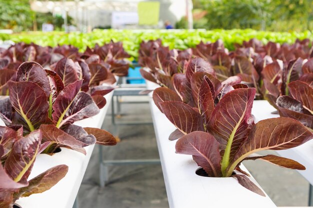 Pianta fresca organica dell'insalata della lattuga delle foglie rosse nel sistema dell'azienda agricola delle verdure di coltura idroponica