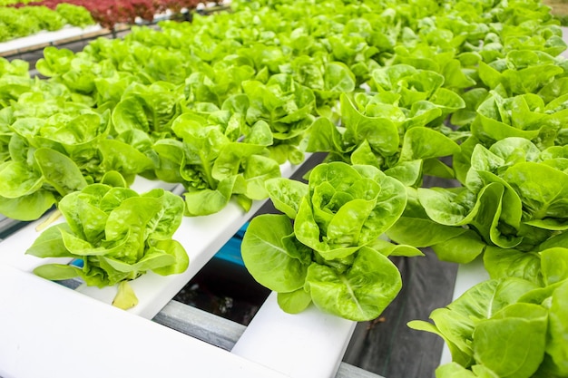 Pianta fresca organica dell'insalata della lattuga delle foglie verdi nel sistema dell'azienda agricola delle verdure di coltura idroponica