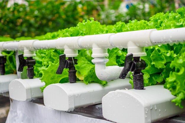 Pianta fresca organica dell'insalata della lattuga delle foglie verdi nel sistema dell'azienda agricola di verdure idroponiche