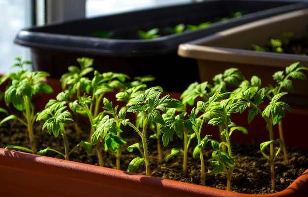 Pianta germogli piantine primaverili la nascita di una nuova vita