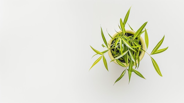 Pianta gialla verde in vaso su sfondo bianco