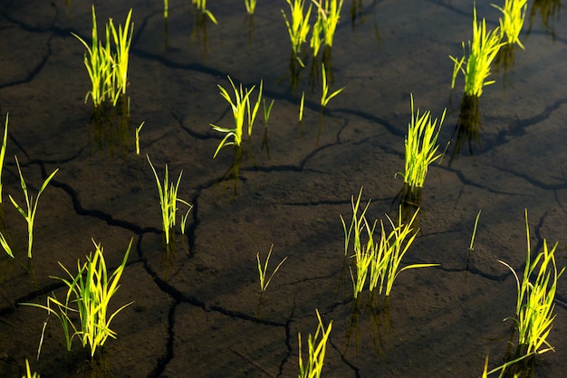 Pianta giovane di riso inondata di terrazze di riso d'acqua in Asia