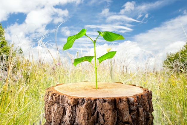 Pianta giovane in legno vecchio, concetto di nuova vita. simbolico sviluppo del business. Concetto di ecologia.