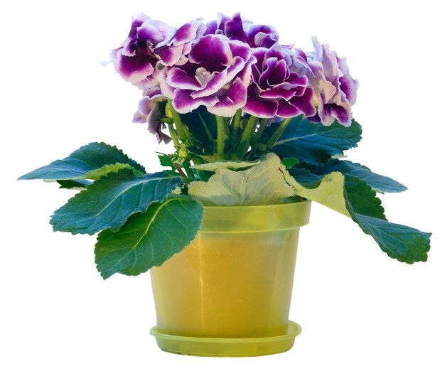 Pianta Gloxinia con fiori bianco-viola in vaso di fiori isolato su bianco